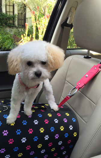 Handbag Handcuff Media Downloads